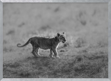 Baby Lion Cub Stroll | Poster - Silver Frame Interior