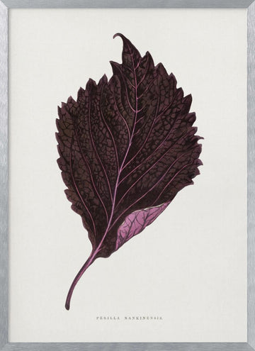 Pink Perilla Nankinensis Leaf Illustration | Poster - Silver Frame Interior