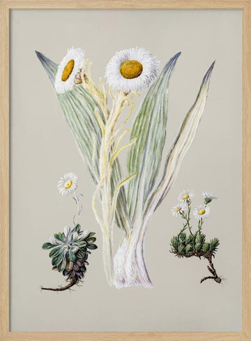 White Mountain Musk Drawn By Sarah Featon (1848–1927) | Poster - Wood Frame Interior
