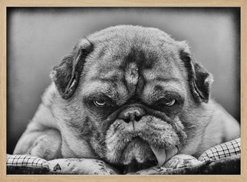 Grumpy Pug Portrait | Poster - Wood Frame Interior