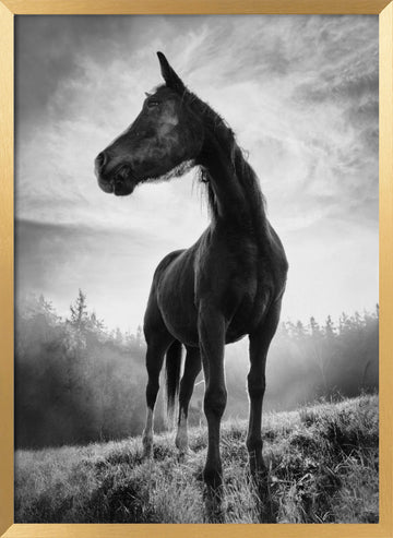 Mystic Stallion Rising | Poster - Gold Frame Interior