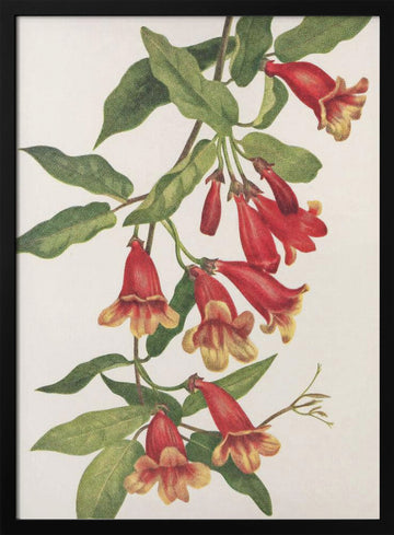 Crossvine From North American Wildflowers (1925) By Mary Vaux Walcott | Poster - Black Metal Frame Interior