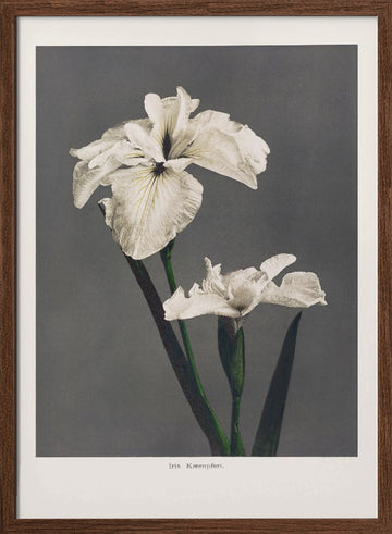 Iris Kæmpferi | Poster - Walnut Frame Interior
