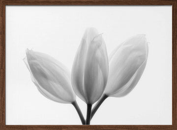 Soft White Tulips | Poster - Walnut Frame Interior