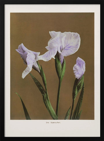 Iris Kæmpferi no2 | Poster - Black Metal Frame Interior