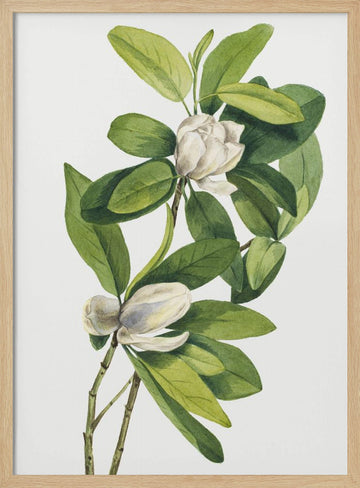 Swamp Magnolia (1918) | Poster - Wood Frame Interior