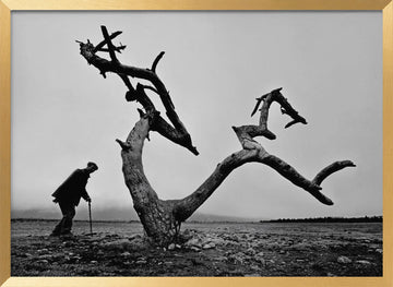 Old Man Lone Tree | Poster - Gold Frame Interior