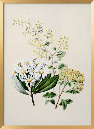 Senecio Drawn By Sarah Featon (1848–1927) | Poster - Gold Frame Interior