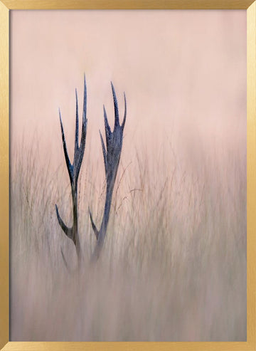 Ethereal Deer Antlers | Poster - Gold Frame Interior