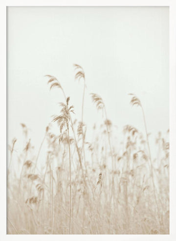 Soft Swaying Reeds | Poster - White Frame Interior