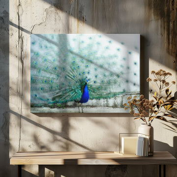Vibrant Peacock Display | Canvas - Room Interior 2