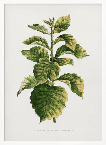 Common Hawnthorn Leaf Illustration | Poster - White Frame Interior