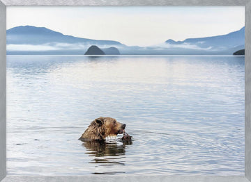 Grizzly Bear Fishing | Poster - Silver Frame Interior