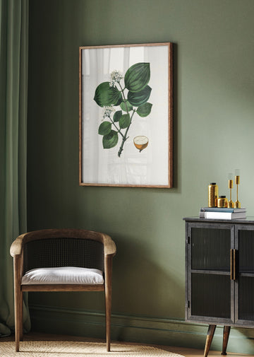 Poison Nu (strychnos Nux Vomica) Medical Botany | Poster - Room Interior 2