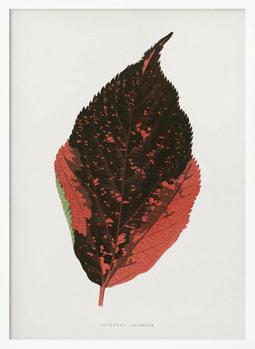 Acalypha Tricolor Leaf Illustration | Poster - White Frame Interior