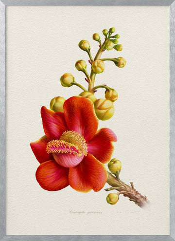 Vibrant Cannonball Flower | Poster - Silver Frame Interior