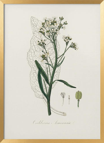 Horseradish (cochlearia Armoracia)  Medical Botany | Poster - Gold Frame Interior