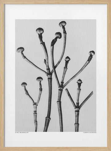 Cornus Florida | Poster - Wood Frame Interior