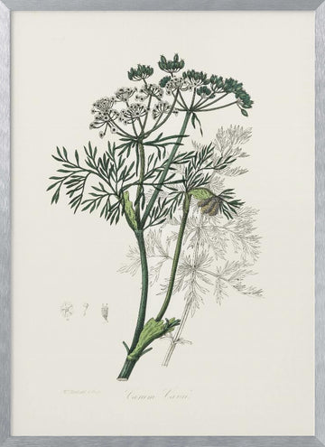 Caraway (carum Carui) Medical Botany | Poster - Silver Frame Interior