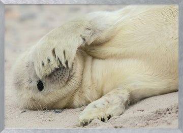 Shy Baby Seal | Poster - Silver Frame Interior
