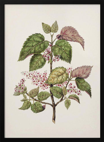 Makomako   Aristotelia Racemosa Drawn By Sarah Featon (1848–1927) | Poster - Black Metal Frame Interior