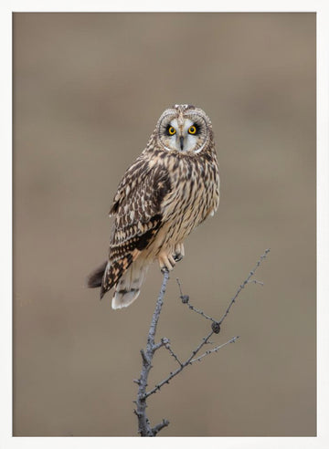 Watchful Short-eared Owl | Poster - White Frame Interior