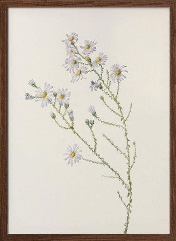 Pineland Aster From North American Wildflowers (1925) By Mary Vaux Walcott. | Poster - Walnut Frame Interior