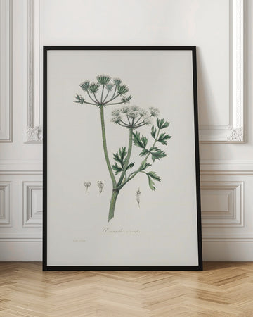 Water Dropwort (onanthe Grocata) Medical Botany | Poster - Room Interior 1