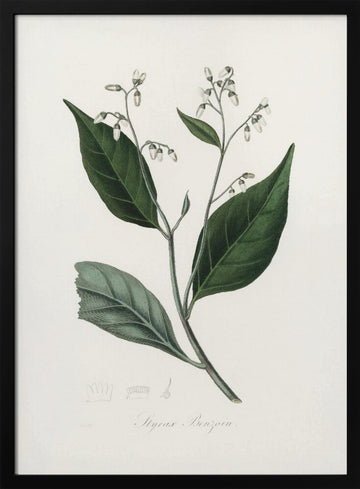 Gum Benjamin Tree (styrax Benzoin Medical Botany | Poster - Black Metal Frame Interior