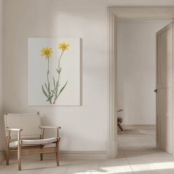 Woolly Arnica From North American Wildflowers (1925) By Mary Vaux Walcott | Canvas - Room Interior 1