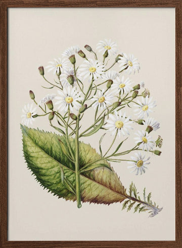 Senecio Hectori Drawn By Sarah Featon (1848–1927) | Poster - Walnut Frame Interior