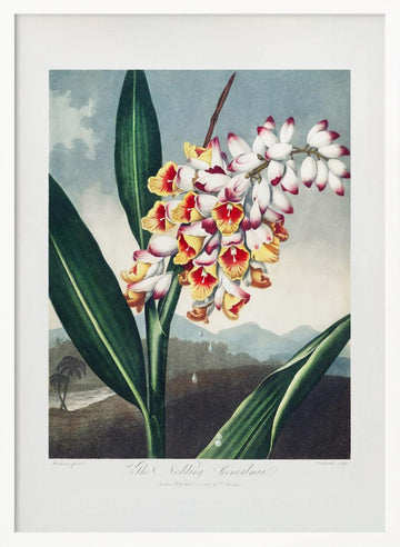 The Nodding Renealmia from The Temple of Flora (1807) | Poster - White Frame Interior