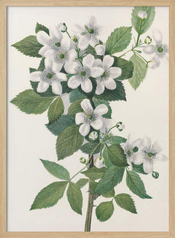 Highbush Blackberry From North American Wildflowers (1925) By Mary Vaux Walcott. | Poster - Wood Frame Interior