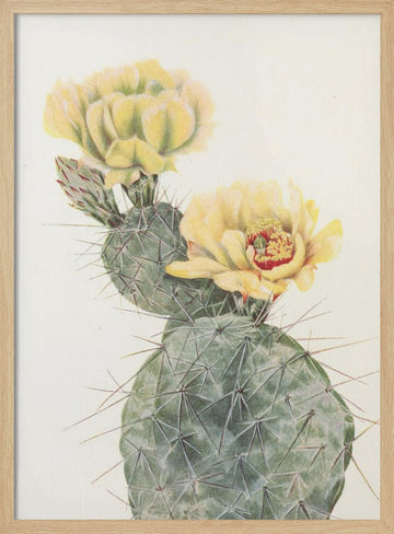 Missouri Prickly Pear From North American Wildflowers (1925) By Mary Vaux Walcott. | Poster - Wood Frame Interior