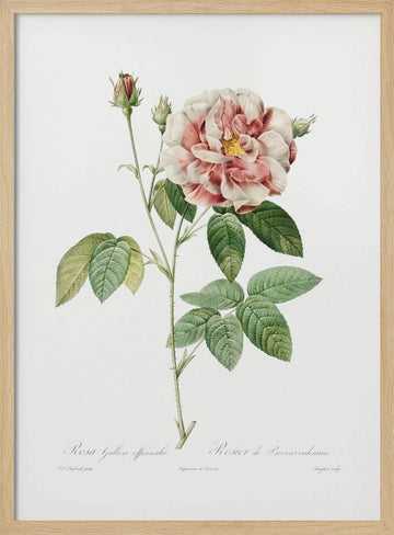 Rosa Gallica (1817–1824), Les Rose | Poster - Wood Frame Interior