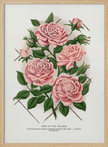 Pink Rose, Gem of the Prairie Lithograph | Poster - Wood Frame Interior