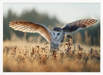 Barn Owl Flight | Poster - White Frame Interior