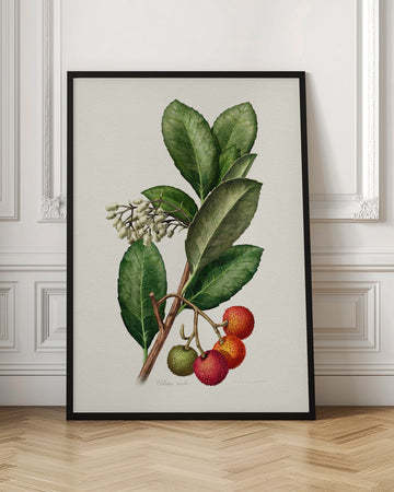Vintage Strawberry Tree | Poster - Room Interior 1
