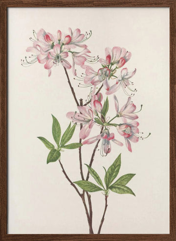 Pinkshell Azalea From North American Wildflowers (1925) By Mary Vaux Walcott | Poster - Walnut Frame Interior