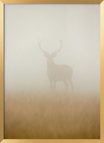 Stag in Morning Mist | Poster - Gold Frame Interior