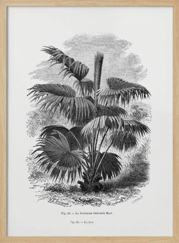 Vintage Palm Tree Drawing Xii | Poster - Wood Frame Interior