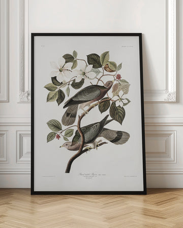 Brand Tailed Pigeon From Birds Of America (1827) | Poster - Room Interior 1