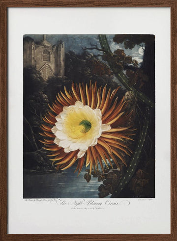 The Night–Blowing Cereus from The Temple of Flora (1807) | Poster - Walnut Frame Interior