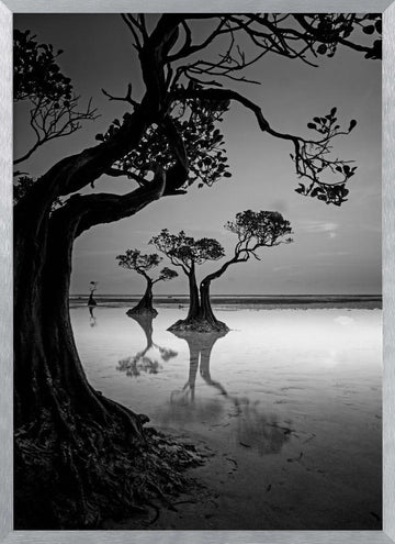 Moody Mangrove Landscape | Poster - Silver Frame Interior