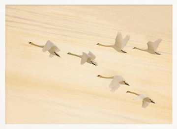 Golden Swans Soaring | Poster - White Frame Interior