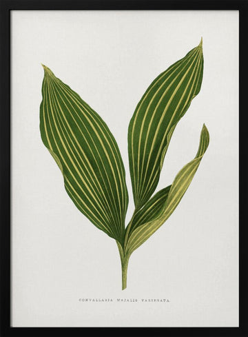 Lily of the Valley Leaf Illustration | Poster - Black Metal Frame Interior
