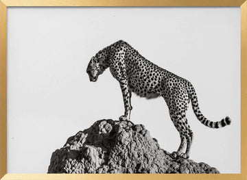 Cheetah On The Rocks | Poster - Gold Frame Interior