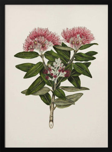 Pohutukawa   Metrosideros Tomentosa Drawn By Sarah Featon (1848–1927) | Poster - Black Metal Frame Interior