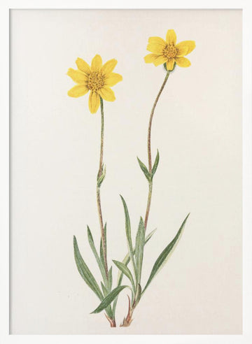 Woolly Arnica From North American Wildflowers (1925) By Mary Vaux Walcott | Poster - White Frame Interior