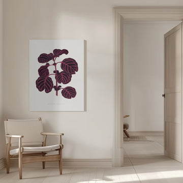 Pink Achyranthes Verschaffeltii Leaf Illustratio | Canvas - Room Interior 1
